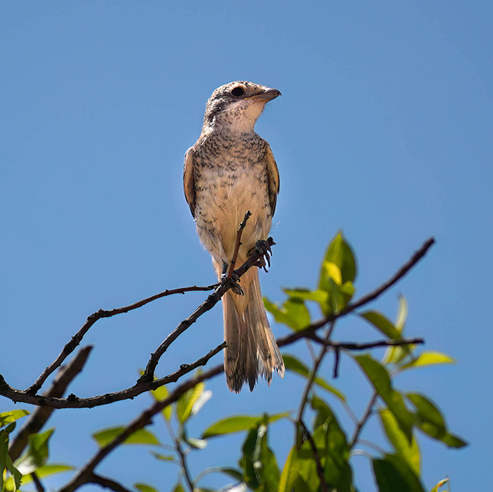Rotkopfwürger Jungvogel