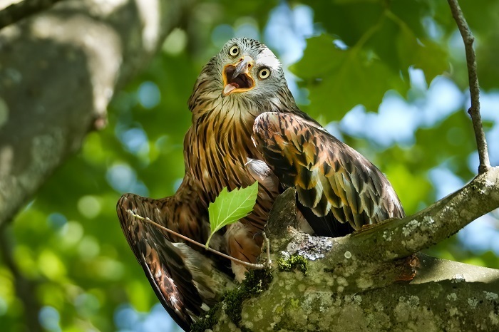 Greifvogel Ansitz