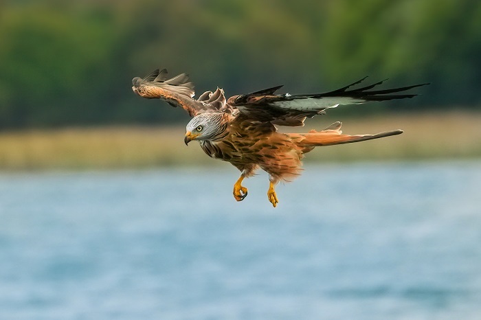 Greifvogel Ansitzhütte mieten