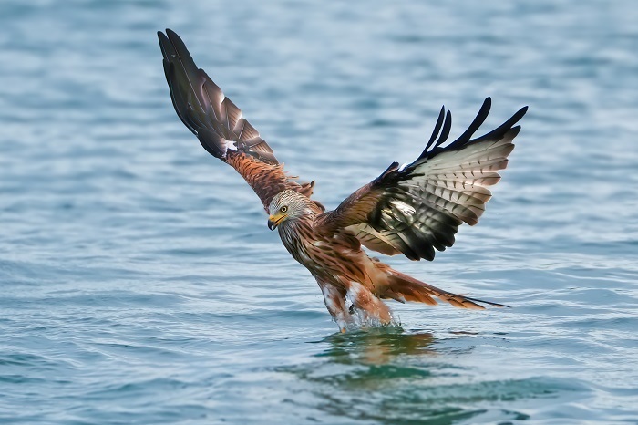 Greifvogel Fotoversteck