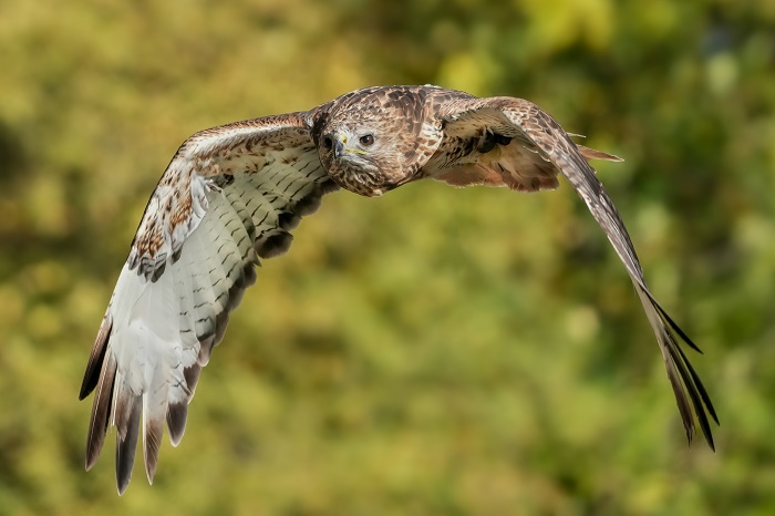 Rotschwanz-Bussard
