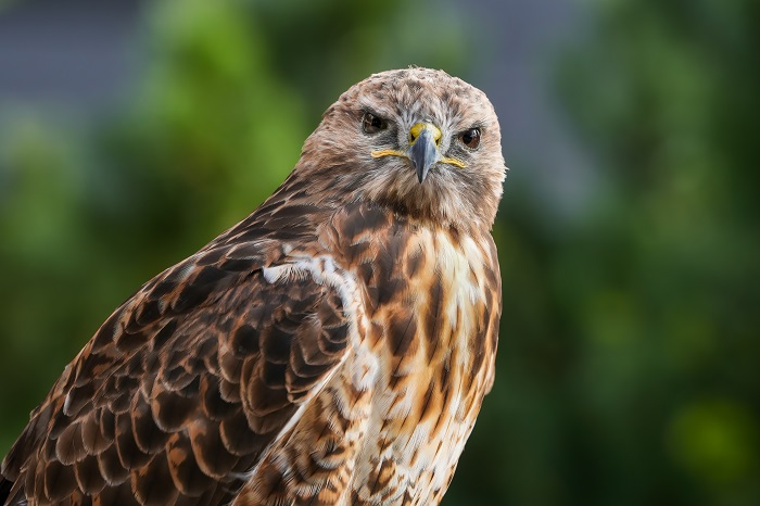 Rotschwanzbussard