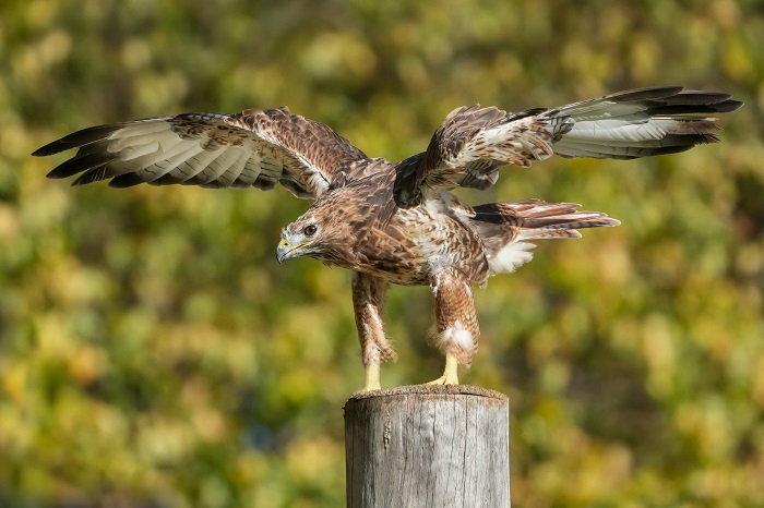 Rotschwanzbussard