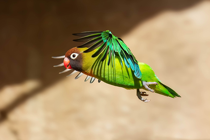fliegender Papagei