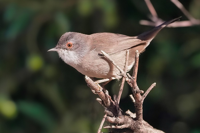 Samtkopf Grasmücke Weibchen