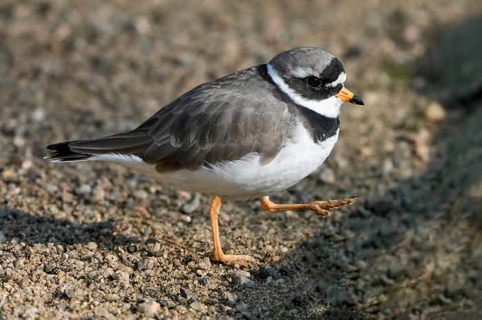 Sandregenpfeifer