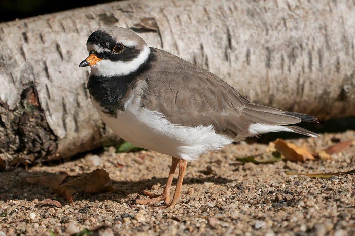 sandregenpfeifer