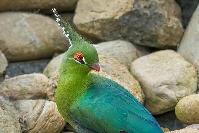 Schalowturako