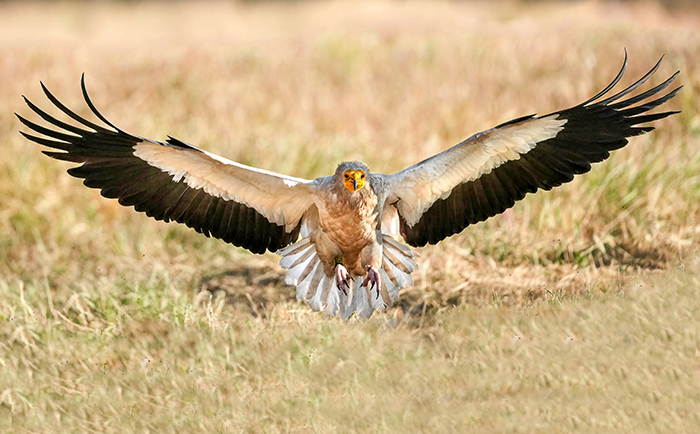 Schmutzgeier im Flug