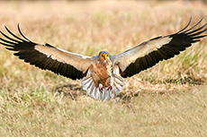 schmutzgeier