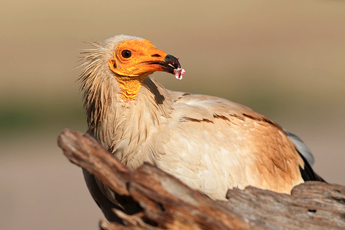 Schmutzgeier