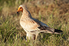 schmutzgeier