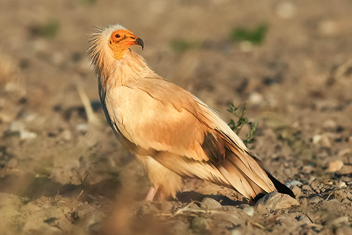 Schmutzgeier