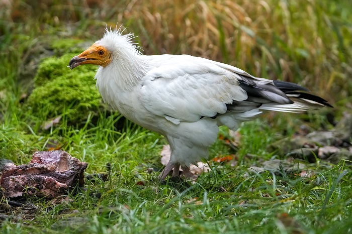 Schmutzgeier