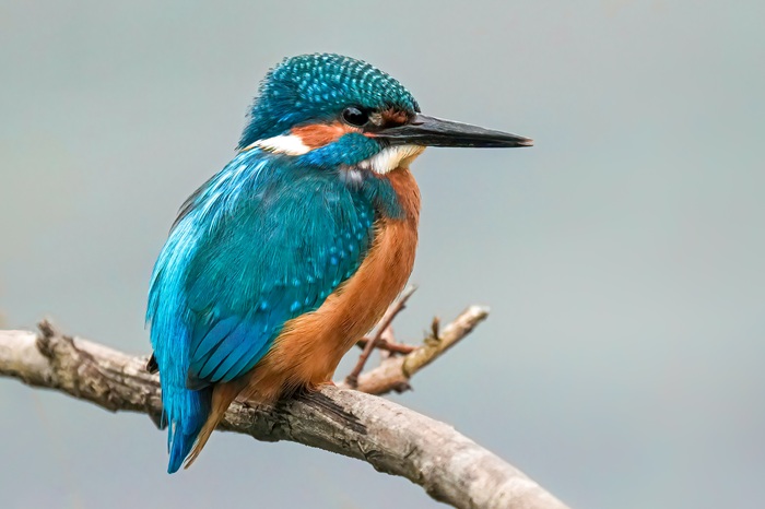 Eisvogel fotografieren