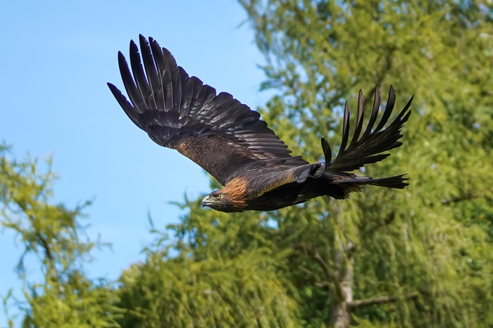 fliegender Steinadler