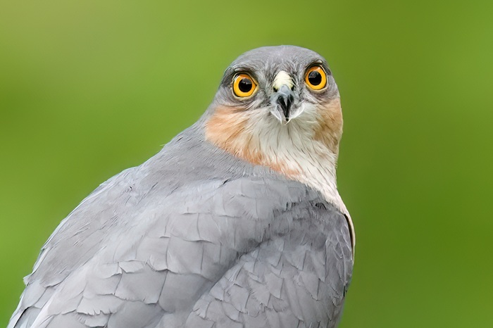 Greifvogel Fotoversteck