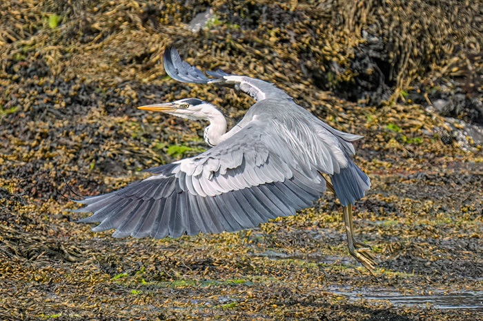 Vogelbeobachtung Isle of Mull