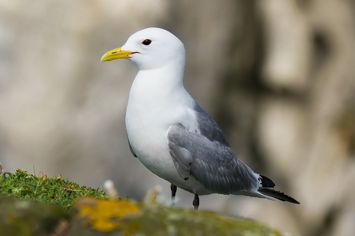 RSPB Fowlsheugh