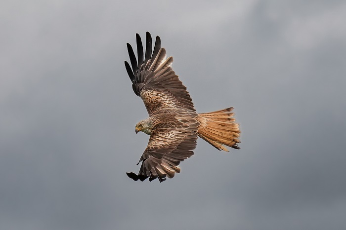 Argaty Red Kites