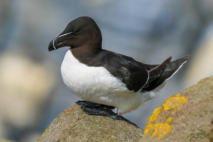 Naturfotoreise Schottland