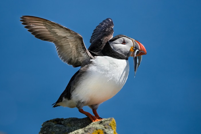 Puffins Isle of May