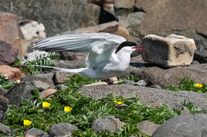 Vögel Isle of May Schottland