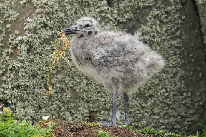 Vogel Foto Reise Schottland