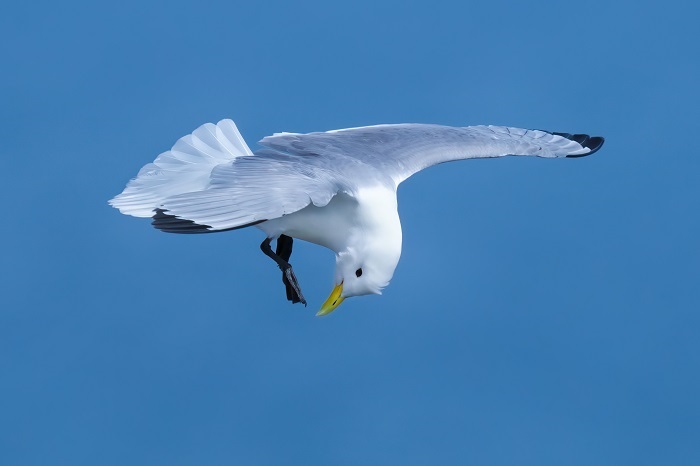 Vogelinsel Isle of May