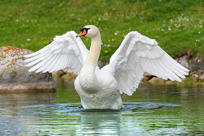 Höckerschwan