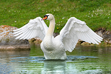 schwan