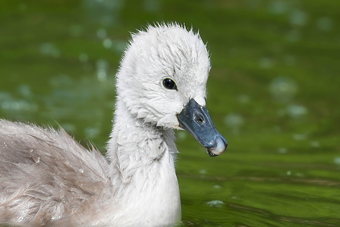 schwanenküken portrait