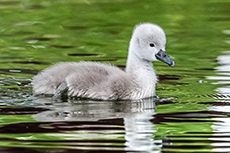 Küken