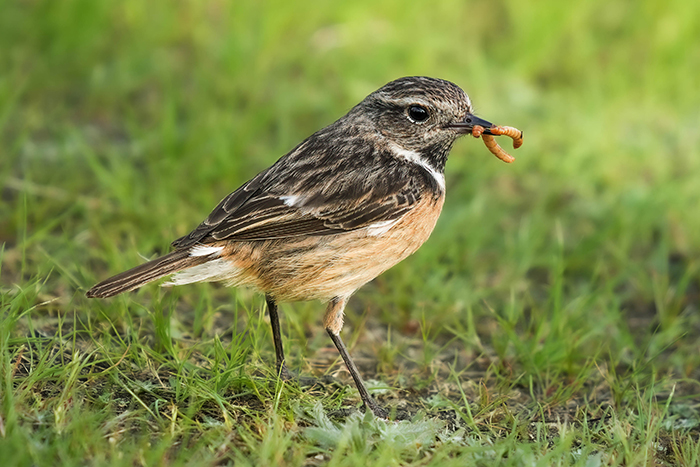 Schwarzkehlchen Weibchen
