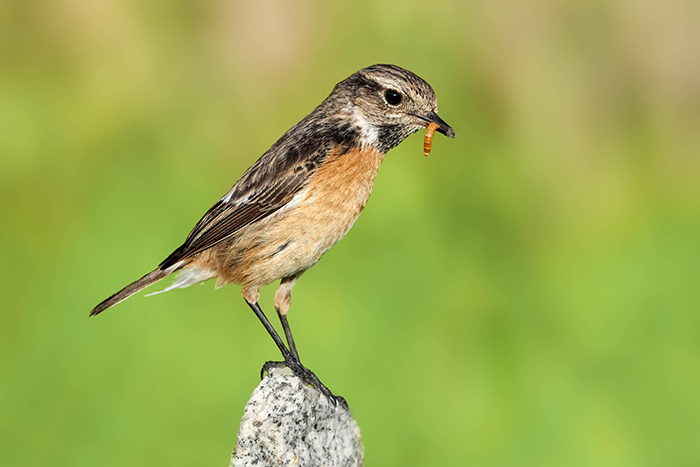 Schwarzkehlchen Weibchen