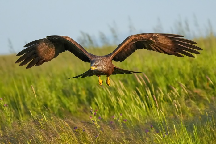 Schwarzmilan im Flug