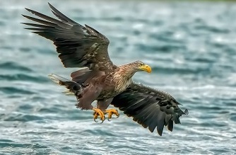 europäischer seeadler