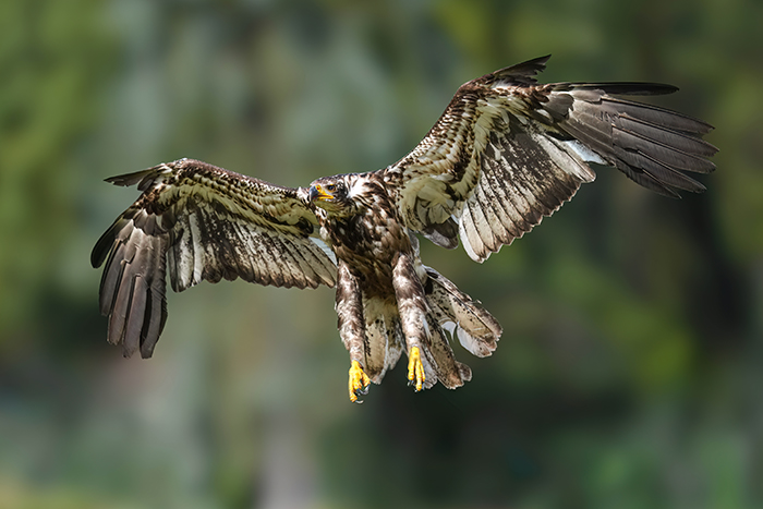 Seeadler Jugendkleid
