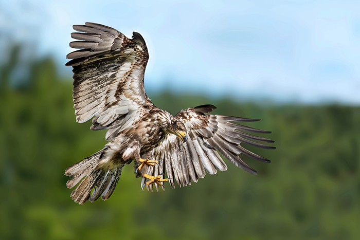 Seeadler