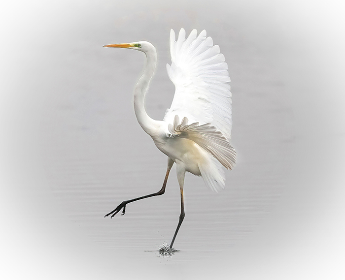 Vogelbeobachtung Federsee