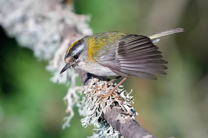 Sommergoldhähnchen