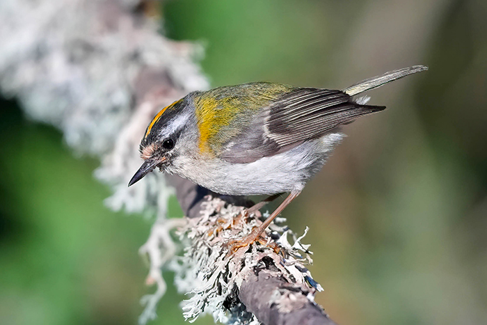 Sommergoldhähnchen