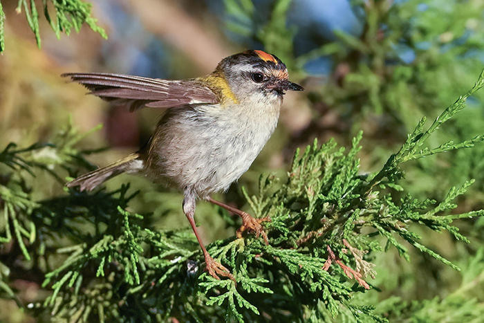 Sommergoldhähnchen