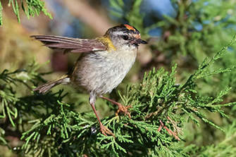 Sommergoldhähnchen