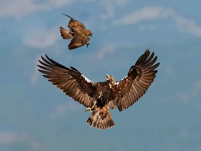 Iberienadler Fotoansitz