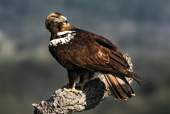Iberienadler Fotoansitz