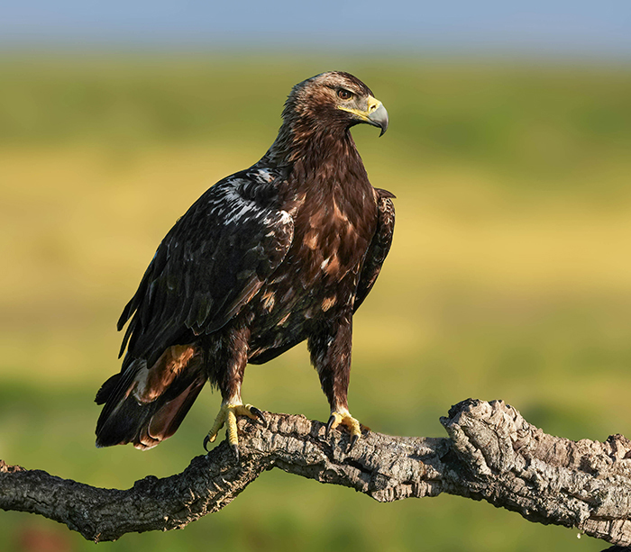 Spanischer Kaiseradler