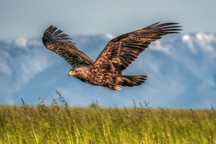 Adler Ansitz