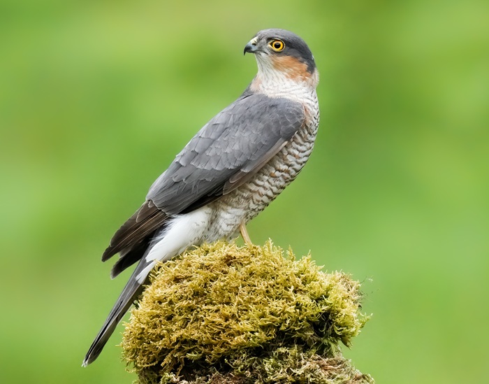 Greifvogel Fotoansitz