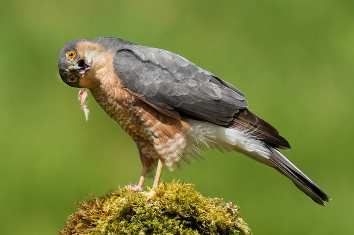 Greifvogel Fotoversteck